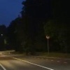 В районе Солнечного на Приморском шоссе в Петербурге заметили стадо кабанов....