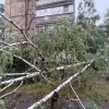 Дерево упало на ребенка во дворе многоквартирного дома в Донецке. Он скончался на месте