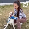 Собаку, которую хозяин бросил возле зоопарка в Иркутске, забрали волонтёры.
