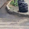 В ЖК Томилино парк крыс скоро будет больше, чем местных жителей 🇷🇺 Источник:...