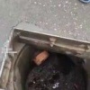 На ВДНХ мама-утка вела утят к воде, но малыши попадали в...