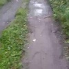 В Калтане местные дачники заметили медвежьи следы. Кадры сделали в СНТ...