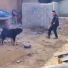 Парень решил поиграть с псом, но что-то пошло не по плану. Мы не Х не...