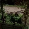 В Бернгардовке к людям вышло целое стадо кабанов. Животные спокойно гуляли по...