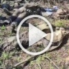 ❗️Закончилась экскурсия в Курской области у чубатых свиней.