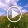 Самое большое количество краснокнижных соколов выпустили в Хакасии. 