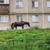 В Ревде теперь ещё и конь гуляет по городу. Помимо хайповых свинок, жители...