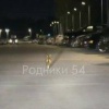 Бегующую лису заметили в ЖК «Династия». Очевидец сообщает, что агрессии со...