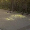 Когда хотели накормить уток, но на ужин пришли другие жители района. Видео:...