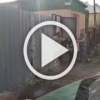 В Белово зоозащитники вступили в конфликт с отловом собак