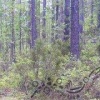 «Бой» медведя с берёзой показали в Тунгусском заповеднике Медведь...