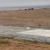 Белый медведь регулярно посещает жилые дома в Диксоне