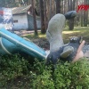 Печально известные Волк и Заяц из Пионерского района переехали в Сысерть....