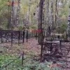 Еще одного медведя увидели на кладбище в Дивногорске