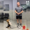 Наркодилера доставили с проспекта Стачек в отдел прямо с его собачкой —...