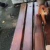Рыжие белочки приходят к новосибирцам подкрепиться 🌇 Источник: ЧП Новосибирск