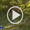 Три медведя проникли на дачный участок в посёлке Подгорный