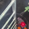 В Красноярске вытащили собаку из четырёхметрового...