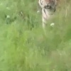 Тигр пришёл к рыбакам, забрал ведро с их рыбой и спокойно ушёл