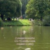 Великолепная утка с укладкой приплыла к москвичам в парке Царицыно. 🇷🇺...
