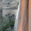 Красноярец, который выращивал в домашней теплице 63 куста наркосодержащего растения предстанет перед судом