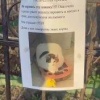 Хитрая кошка-манипулятор завелась в московских Хамовниках