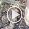 Парочка обнулённых пшеков из Курской области