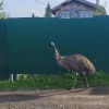 В Лапином Логу под Новокузнецком сбежали три страуса. Двоих быстро вернули...