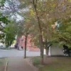 В Иркутске горностаевая моль продолжает уничтожать деревья