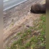Гон лосей начался в Ленобласти — из-за животных участились аварии на дорогах.