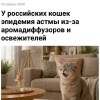 В России котиков накрыла эпидемия астмы: хозяева всё чаще ведут к ветеринарам хвостатых с одышкой, удушьем и тяжёлым дыханием.
