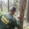 В Клинцах возбудили уголовное дело по факту незаконной рубки более 20 деревьев