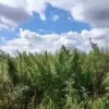В Раменском полицейские уничтожили более 800 кг дикорастущей конопли на поле...