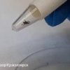 ⚠️ Внимание: клещи атакуют!