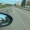 В ЖК «Юнтолово» утка с утятами устроила променад прямо на проезжей части 🇷🇺...