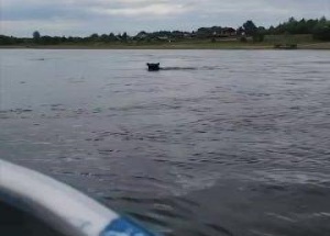 Медведь приплыл в деревню под Енисейском. В Галанино, селе по дороге в...