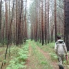После вырубки — под проверку: лесничие контролируют состояние лесосек...