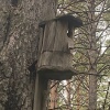 Найден, пожалуй, самый старый скворечник в сосновом бору Канска. Ему, похоже,...
