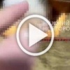 В Нижнем Новгороде ублюдки издевались над котятами