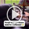 Этот кот рос вместе с собаками, и начал лаять в окно....