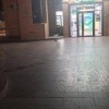 В Дмитрове к отделению банка пришла упитанная ондатра 🇷🇺 Источник: ЧП МОСКВА
