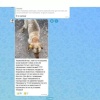 Жители сообщают: в Ачинском округе бездомных собак вывозят в лес Сегодня в...