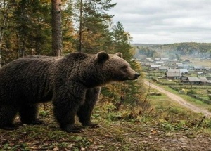 В Северном округе Новосибирской области режим повышенной готовности из-за...