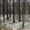 СК устанавливает обстоятельства гибели сторожа при нападении медведя под...