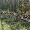 В Канске мастер лесозаготовок предстанет перед судом за незаконную рубку на...