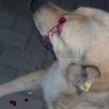 Живодёр выстрелил собаке в глаз из травмата в Северной Осетии