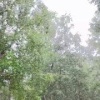 И света белого не видно. Тучи гнуса засняли на видео в якутской тайге