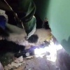 В Петербурге трехцветная кошка устроила спасателям «Кошкиспас» настоящее...