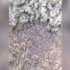 Массовое нашествие гусениц, в том числе тутового шелкопряда и непарного шелкопряда, угрожает лесам и садовым угодьям в Свердловской области