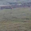 На севере Камчатки — внеплановый переполох.
